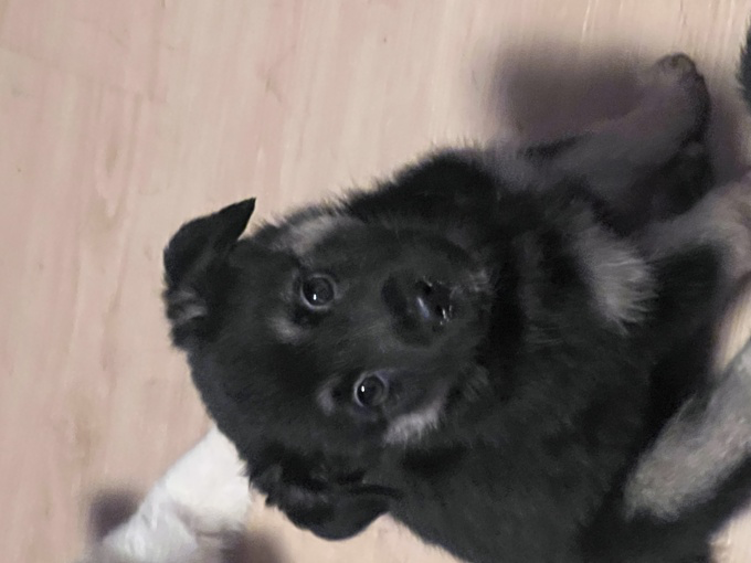 Puppies for sale