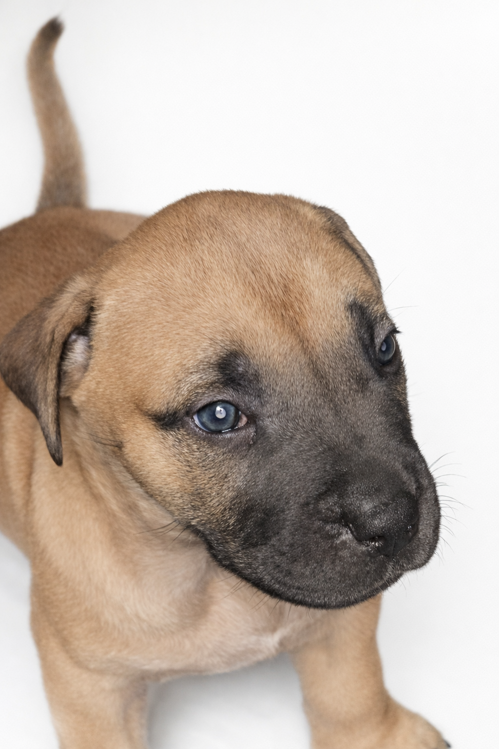 Puppies for sale