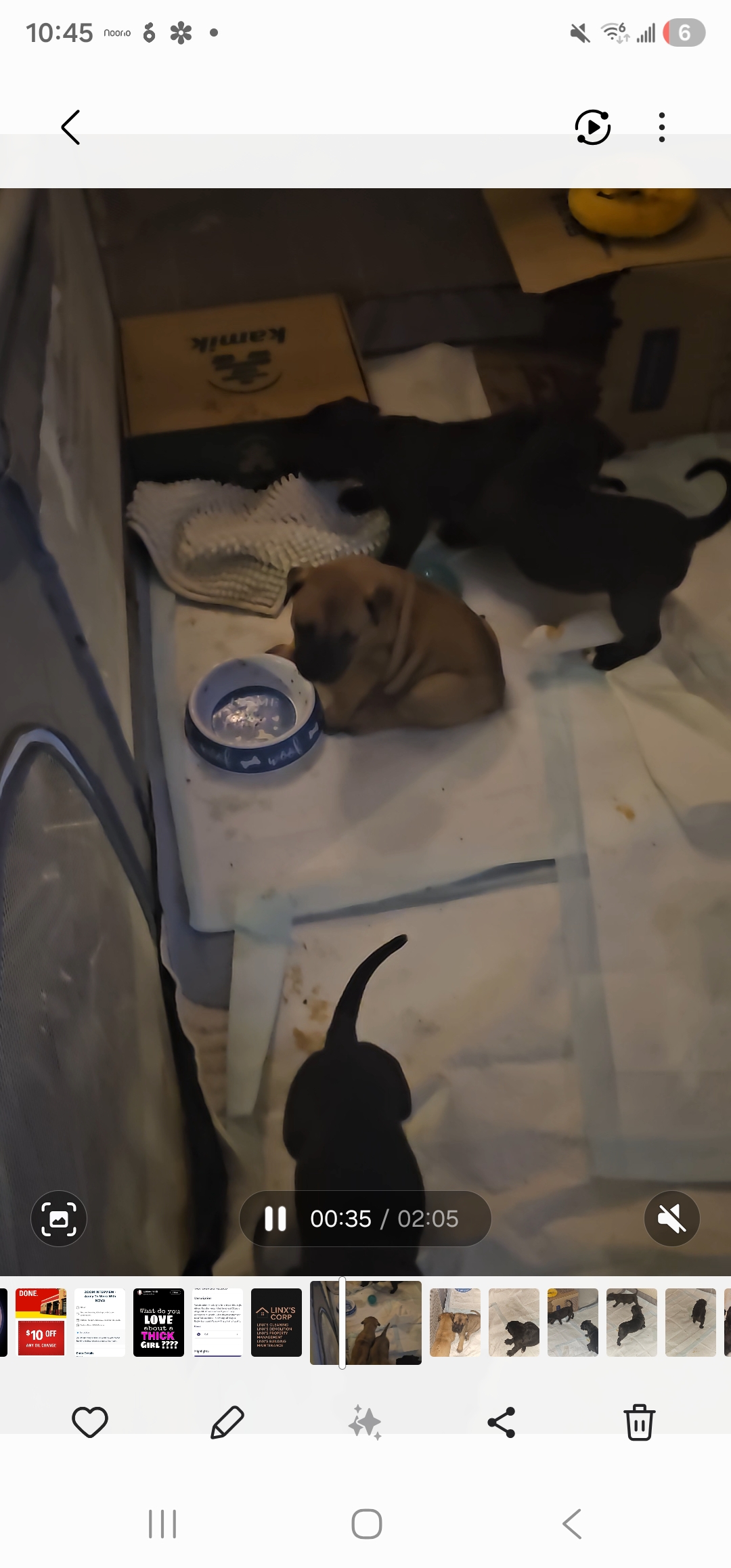 Puppies for sale