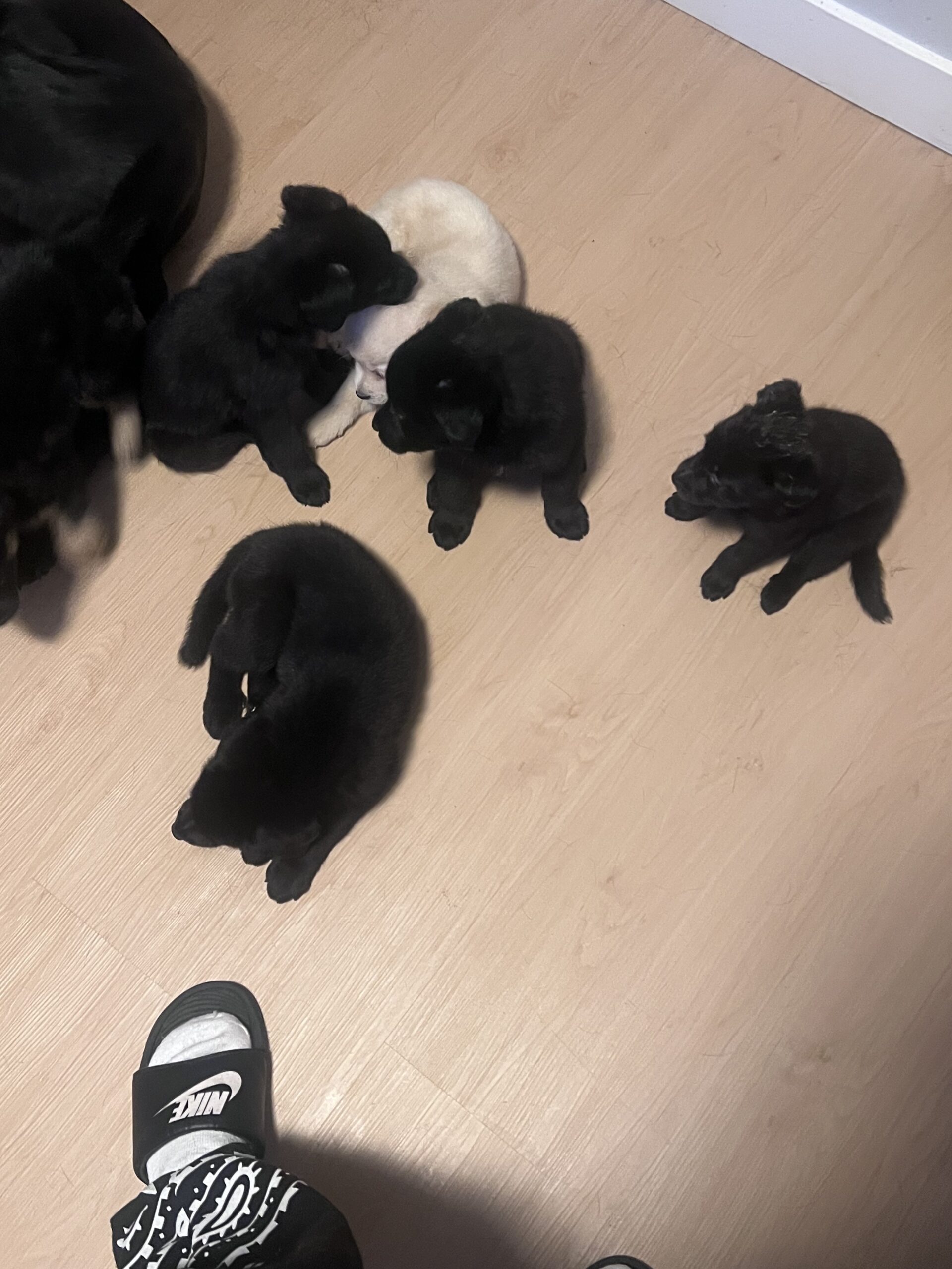 Puppies for sale