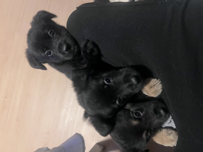 Puppies for sale