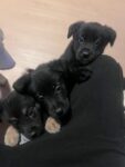 Puppy