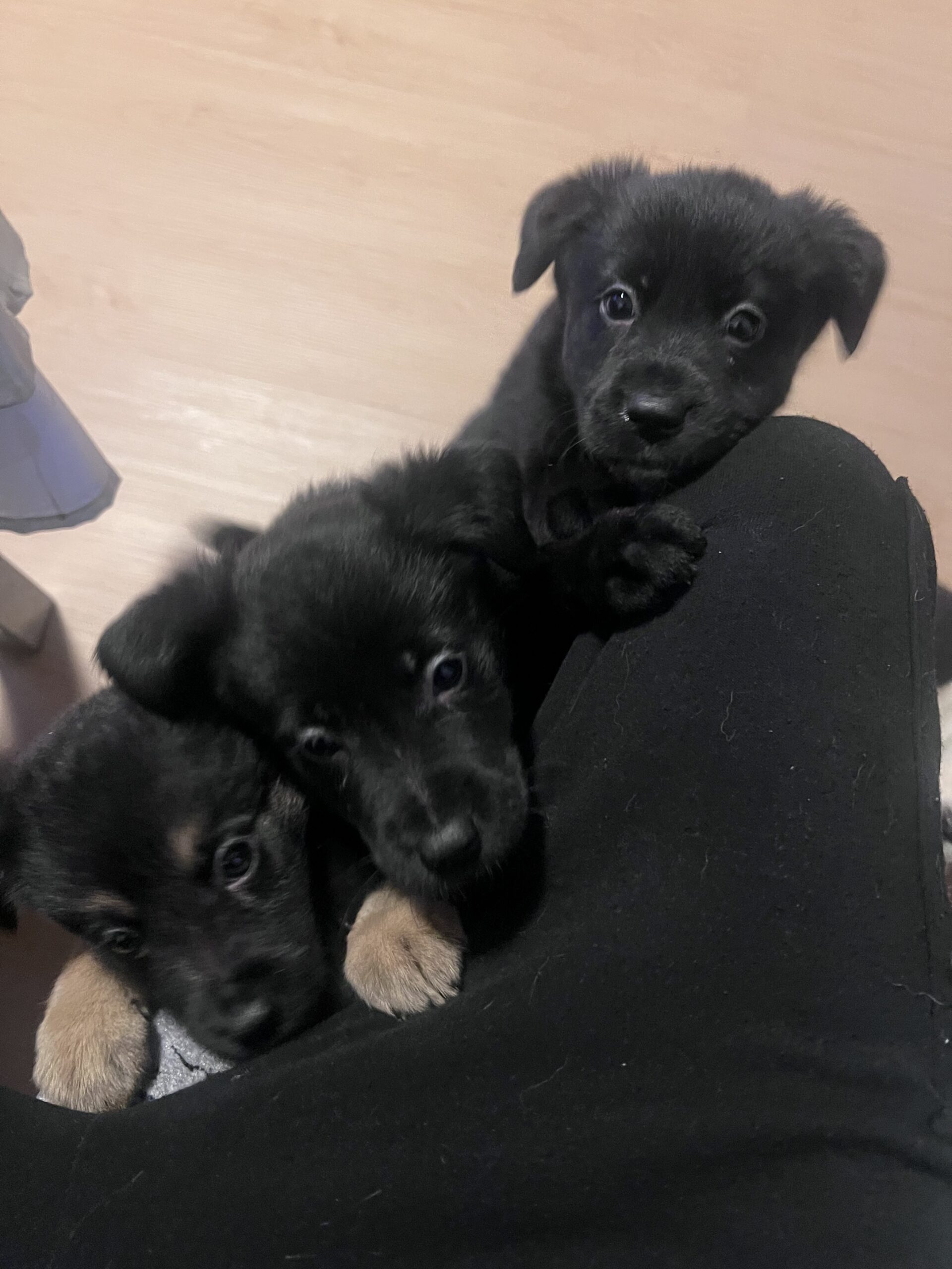 Puppy