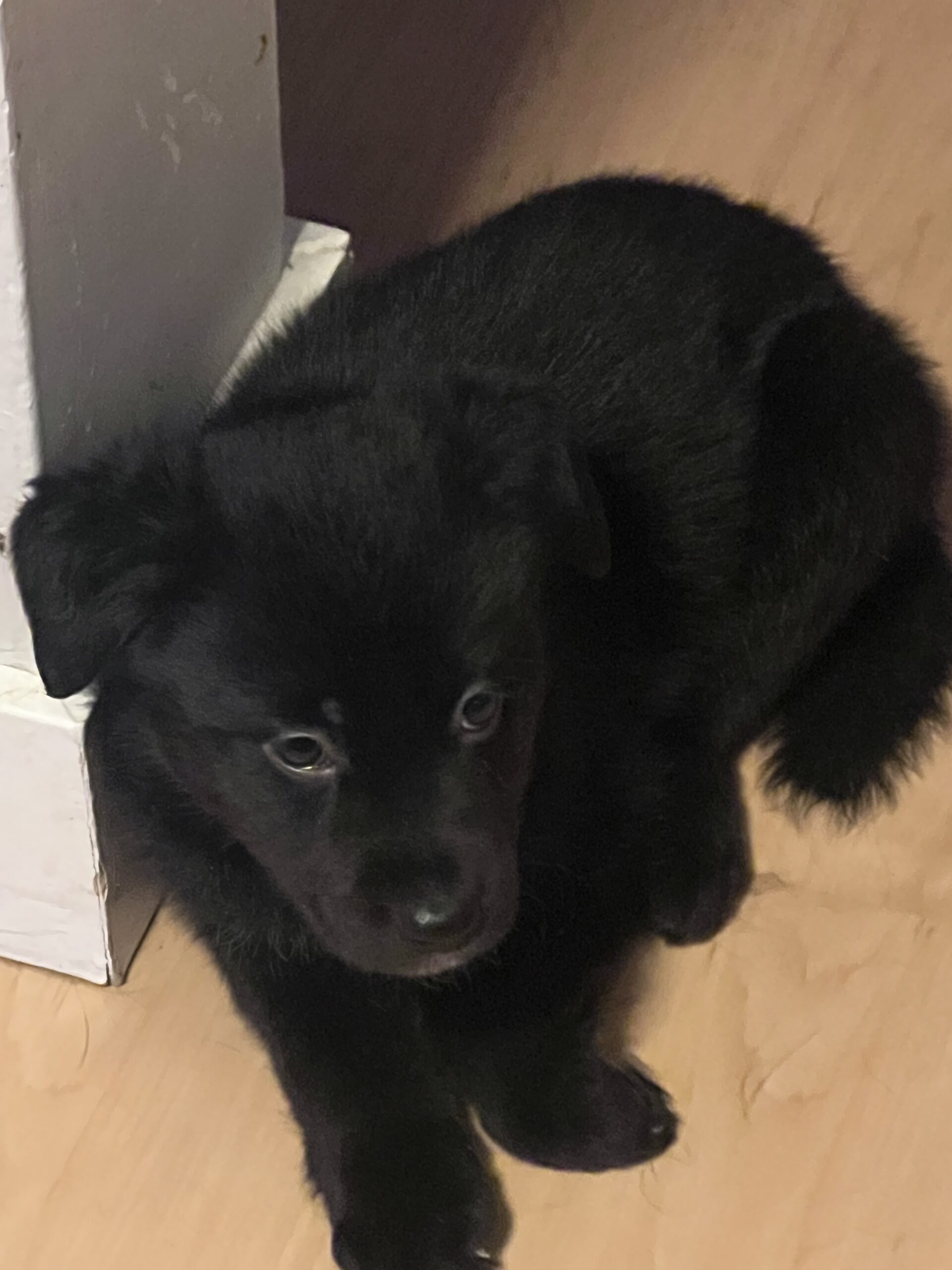 Puppies for sale