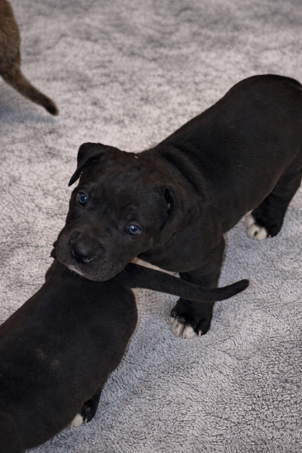 Puppies for sale