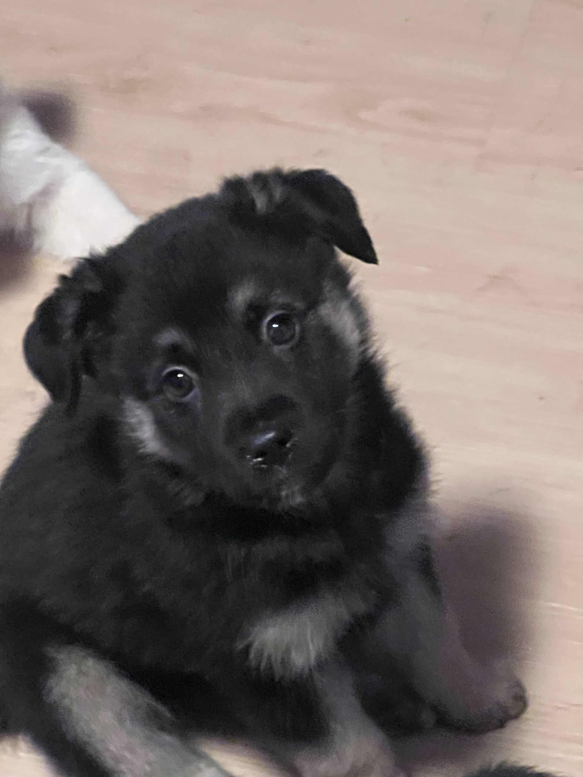 Puppies for sale