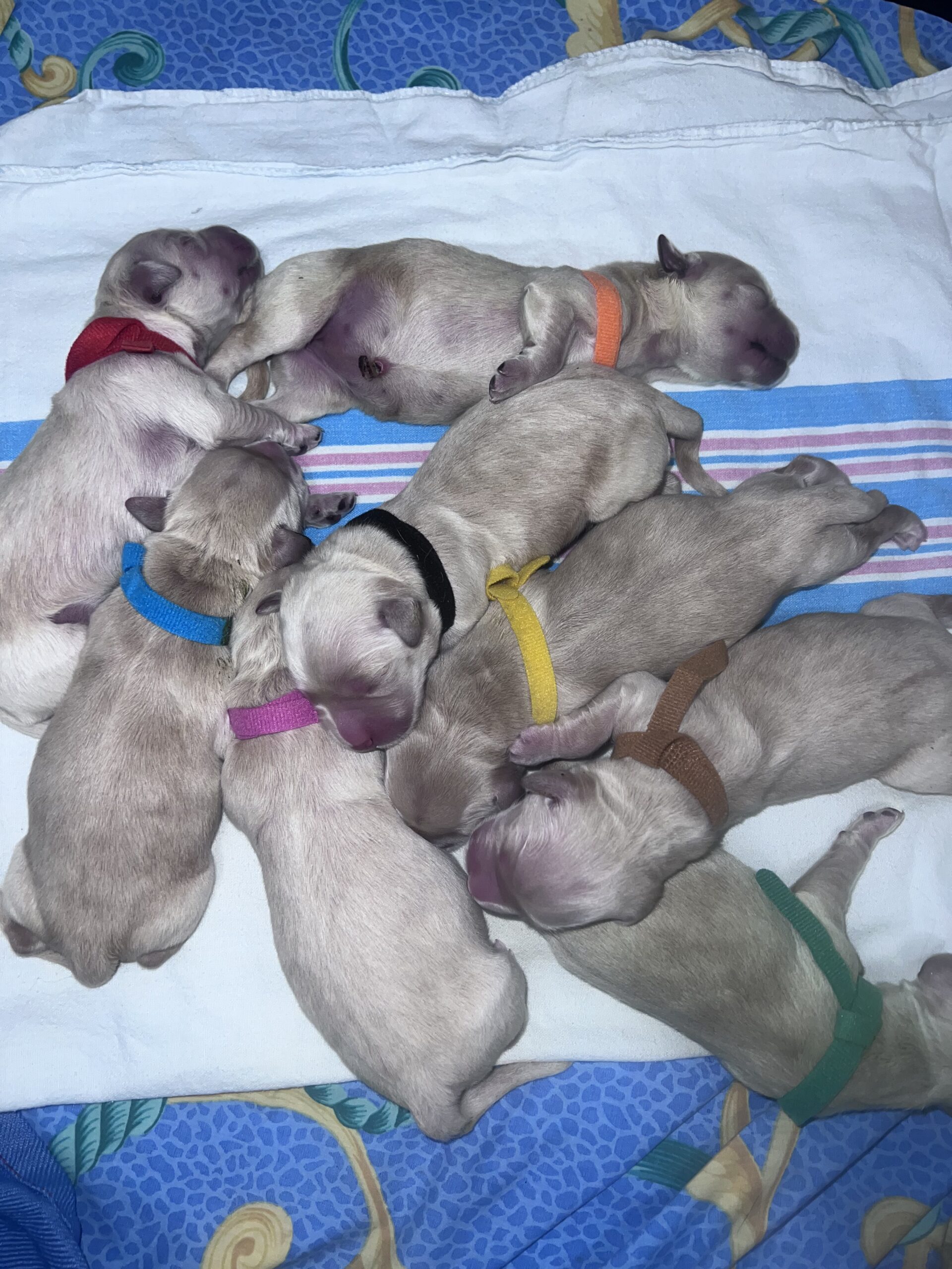 Golden Retriever Puppies for sale