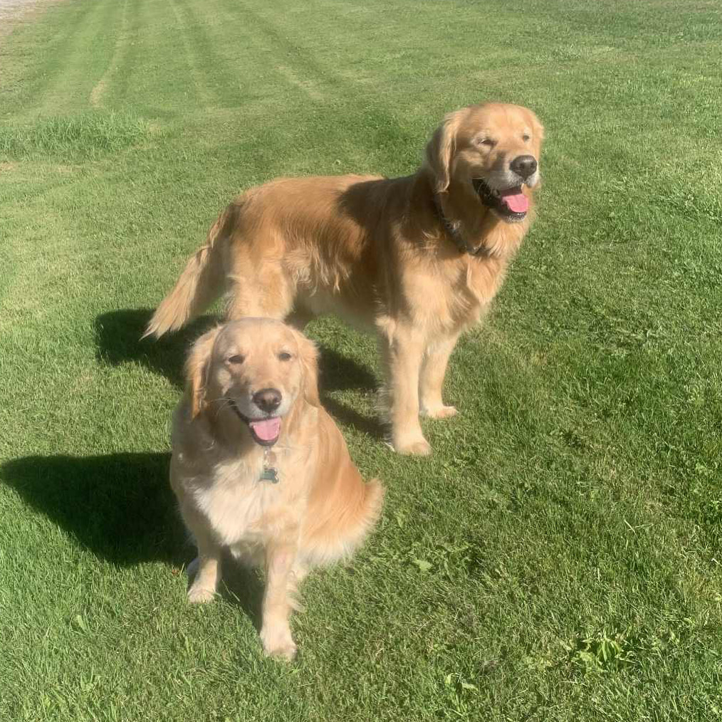 Golden Retriever Puppies for sale
