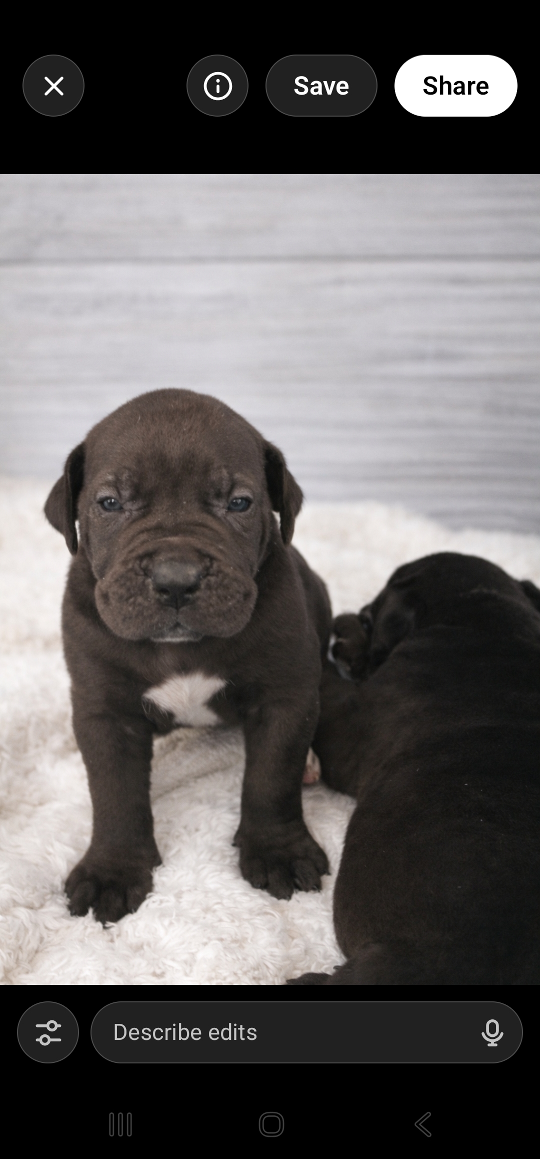 Puppies for sale