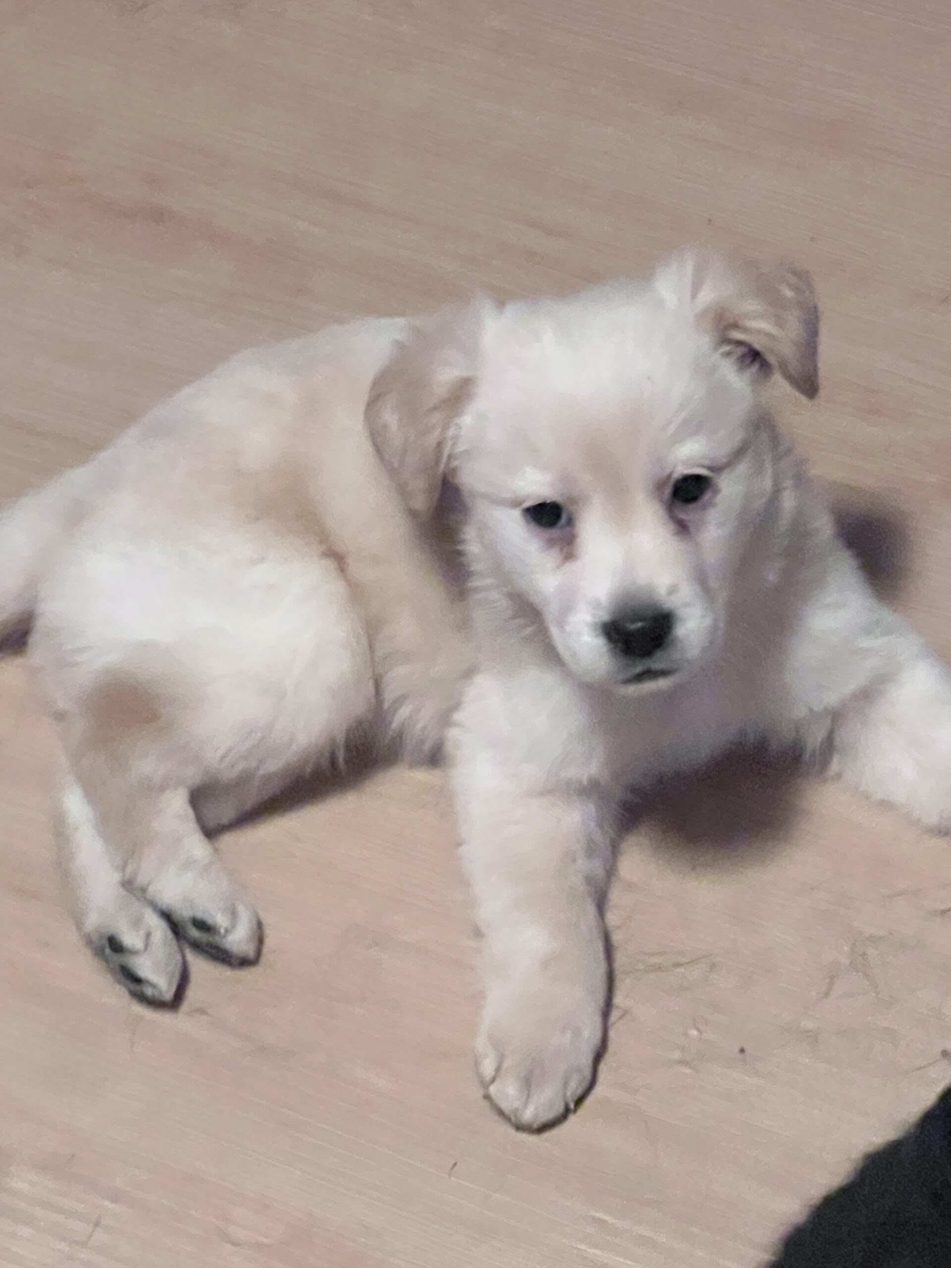 Puppies for sale