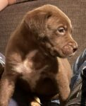 Puppies for sale