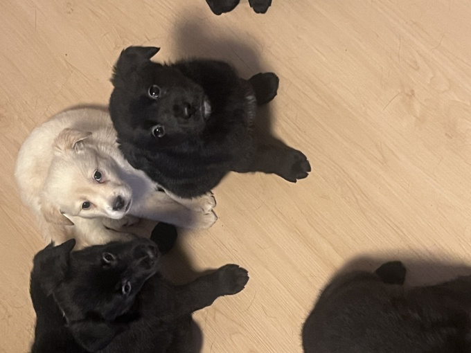 Puppies for sale