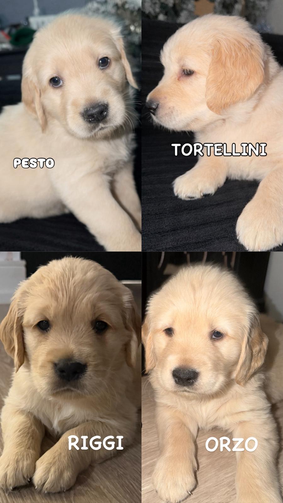 GOLDEN RETRIEVER PUPPIES (3 BOYS 1 GIRL)