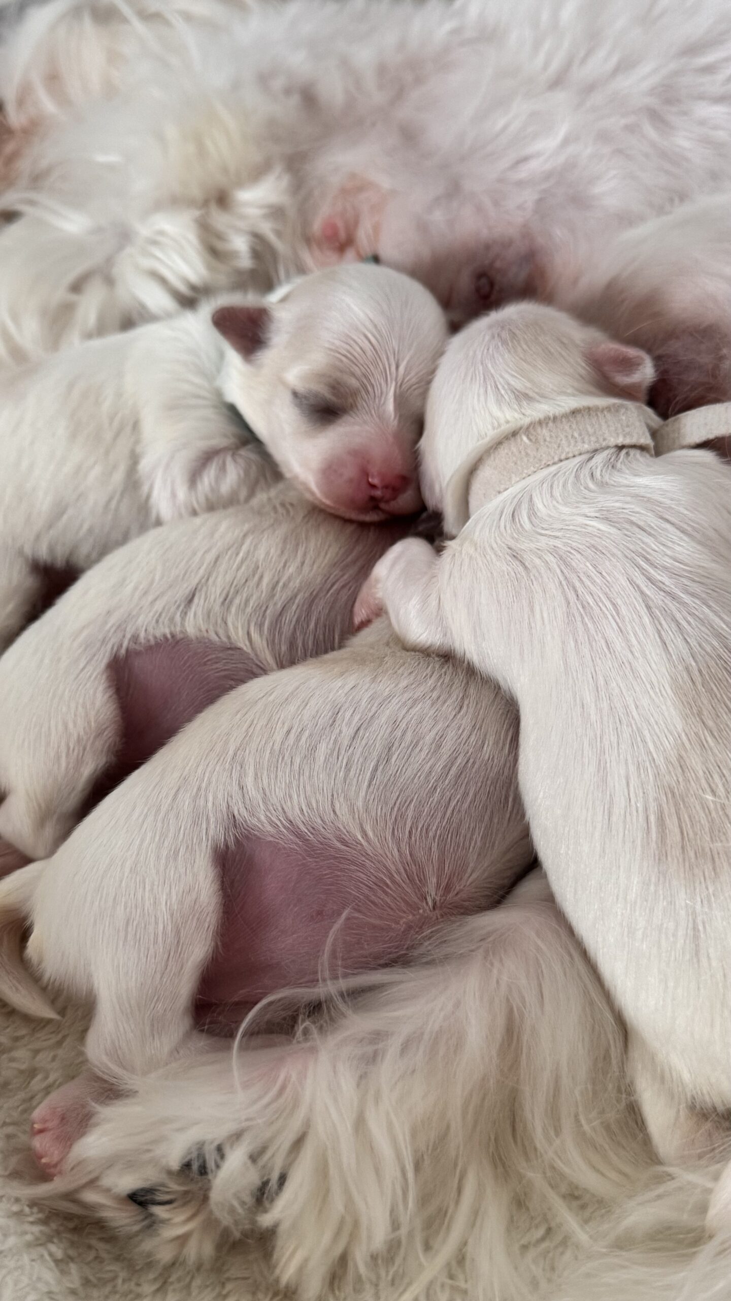 Puppies (one week)
