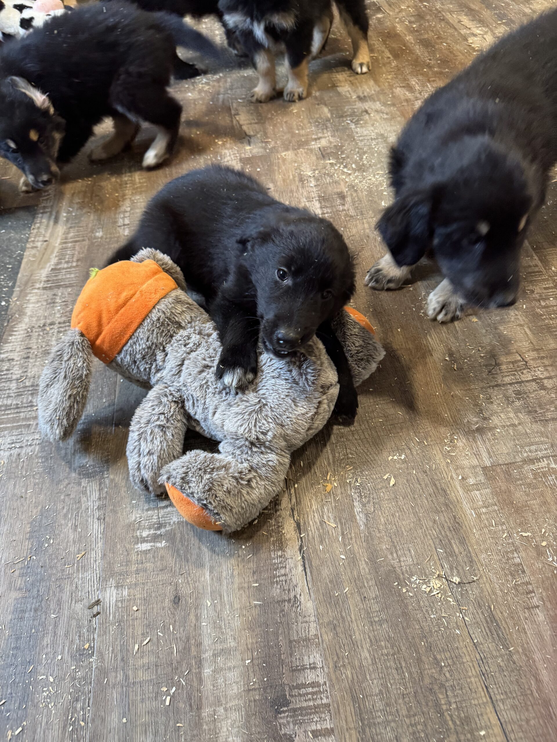 Puppies for sale