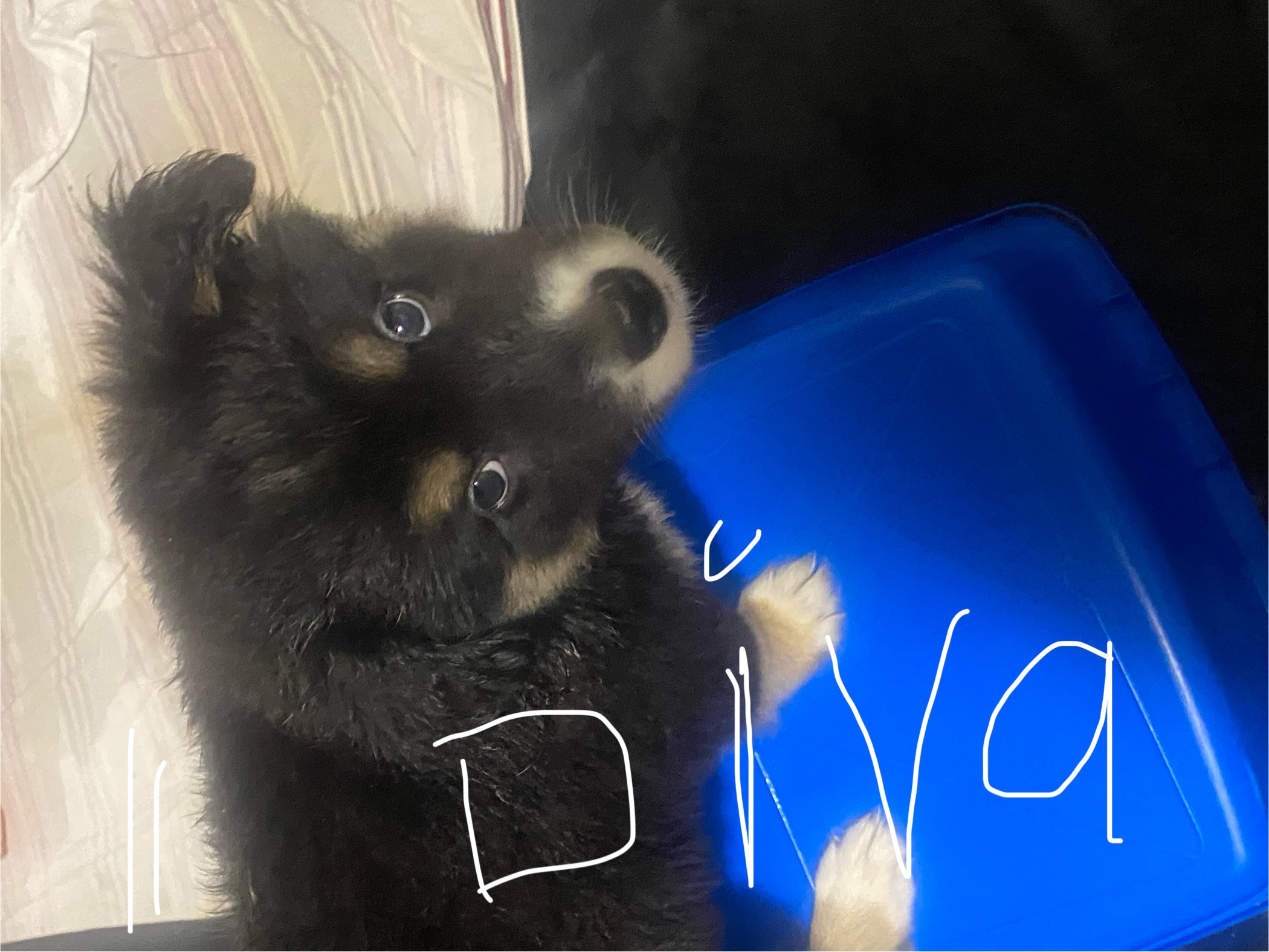 Puppies for sale