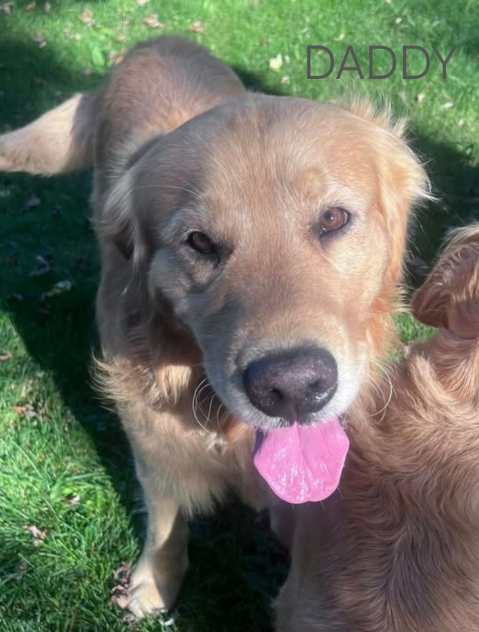Puppies for sale