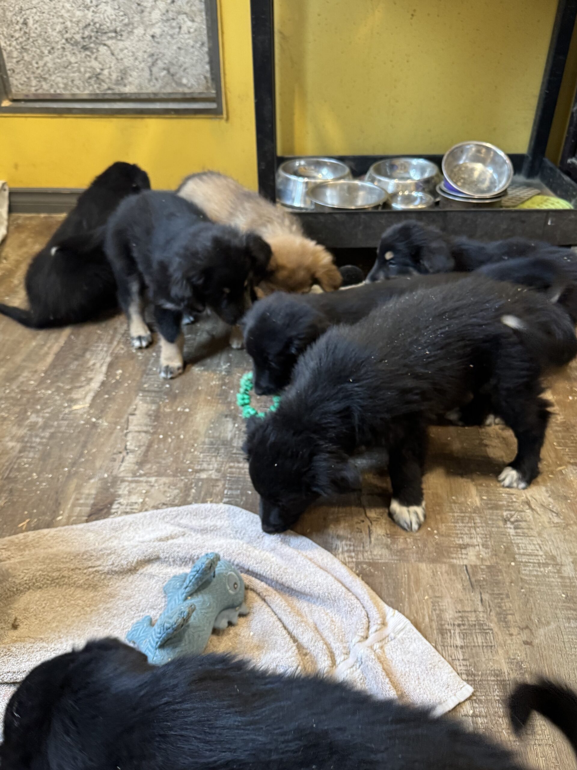 Puppies for sale