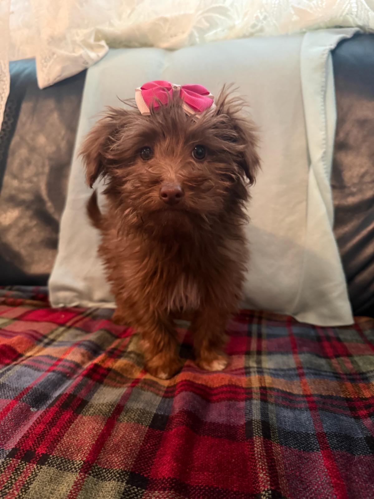 Puppies for sale