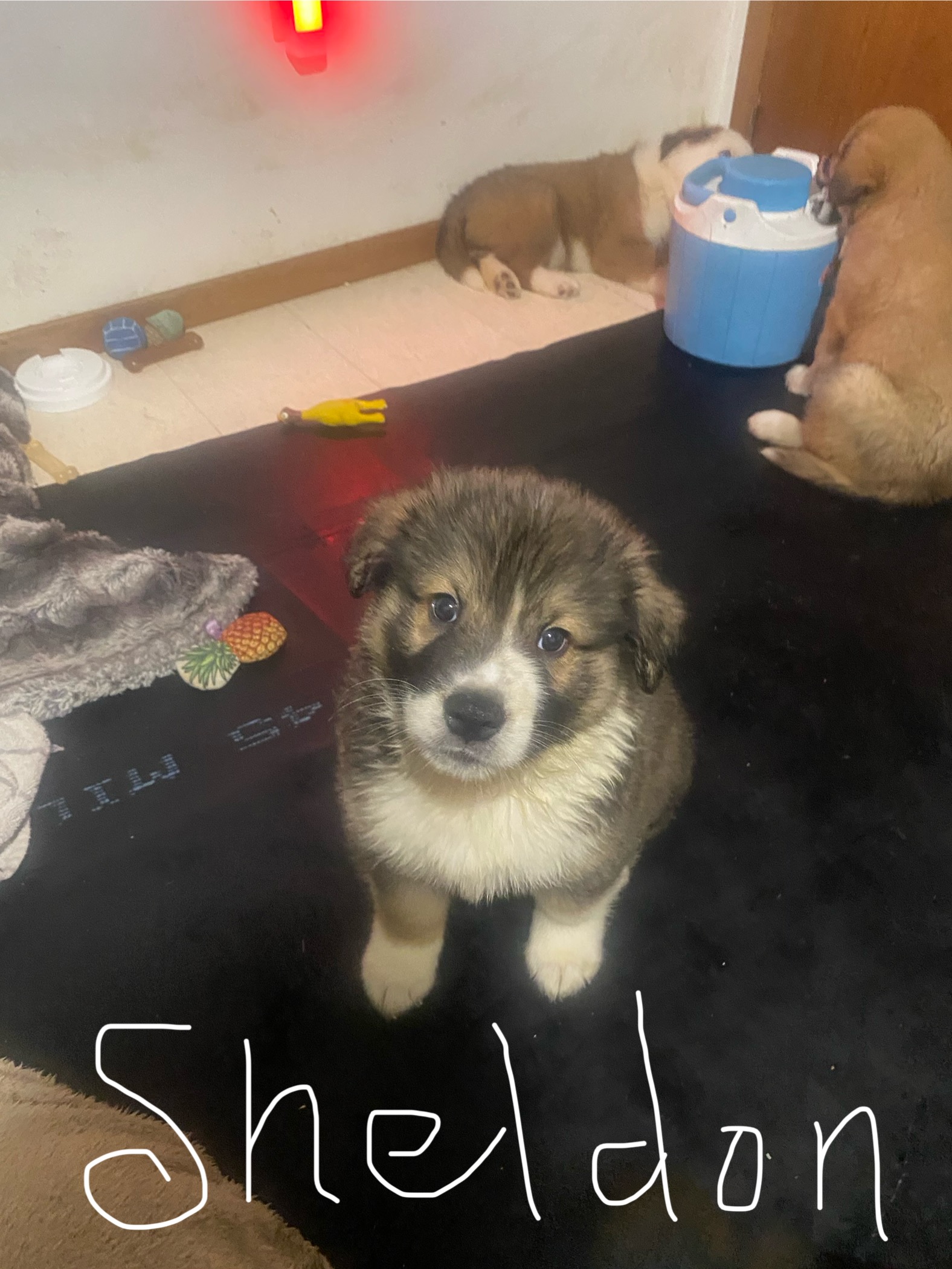 Puppies for sale