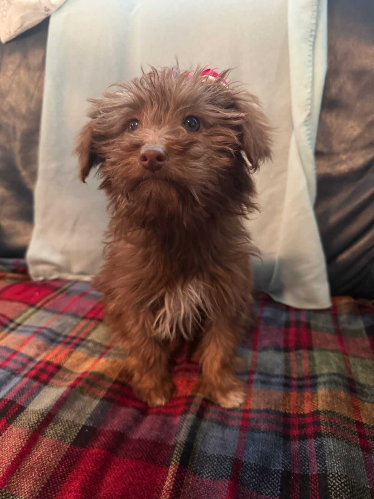 Puppies for sale