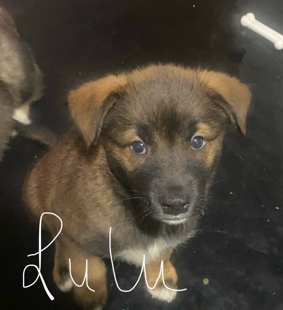Puppies for sale