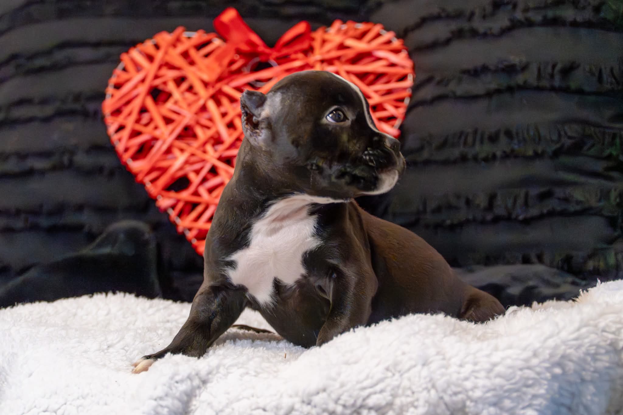 Pocket Bully Puppy