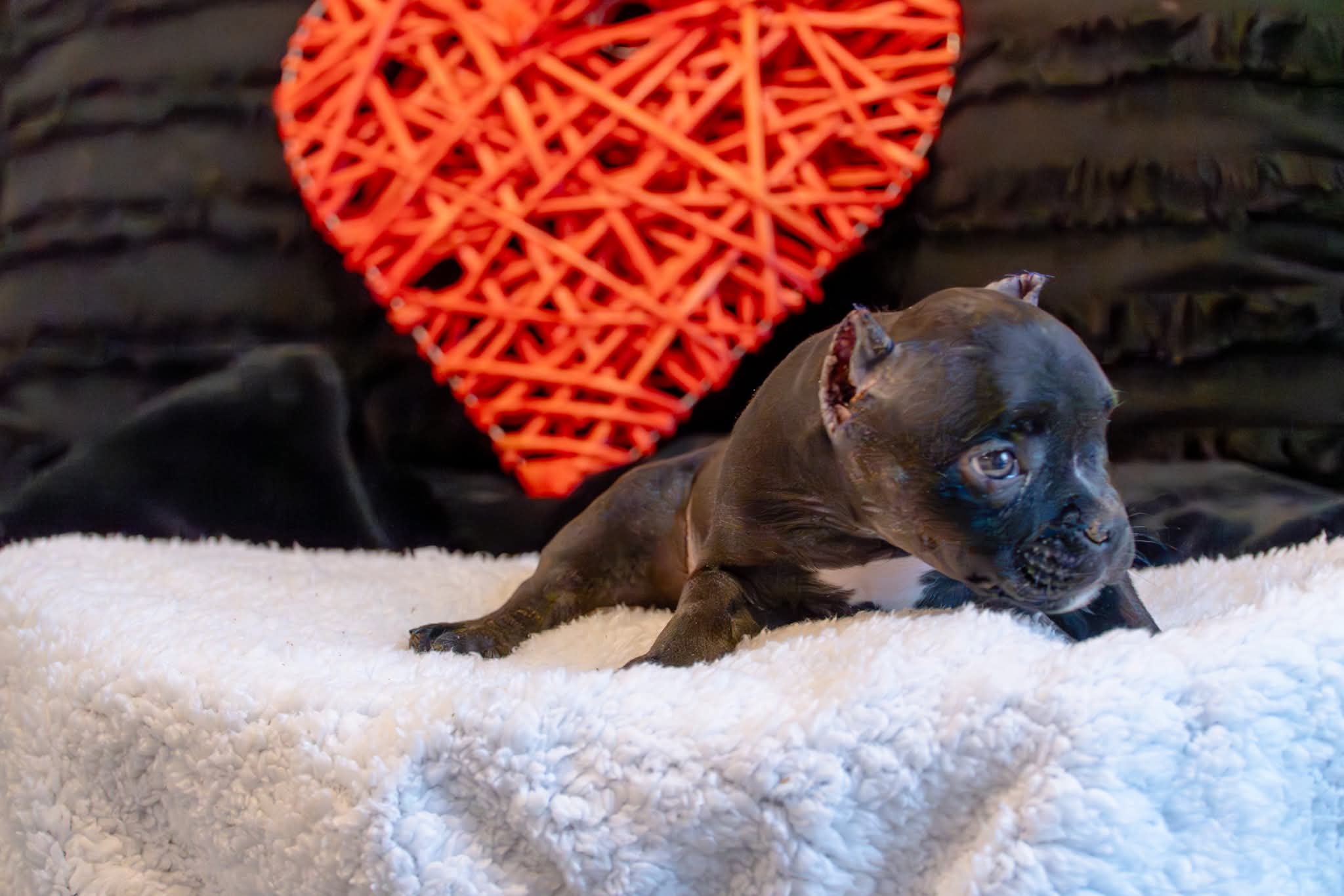 Pocket Bully Puppy
