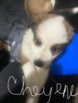 Puppies for sale