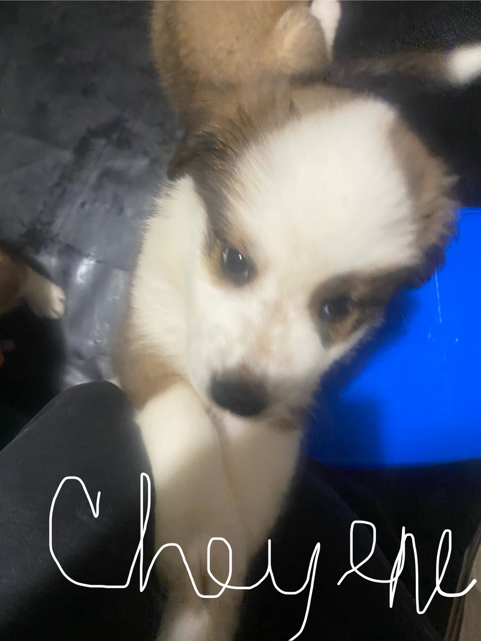 Puppies for sale