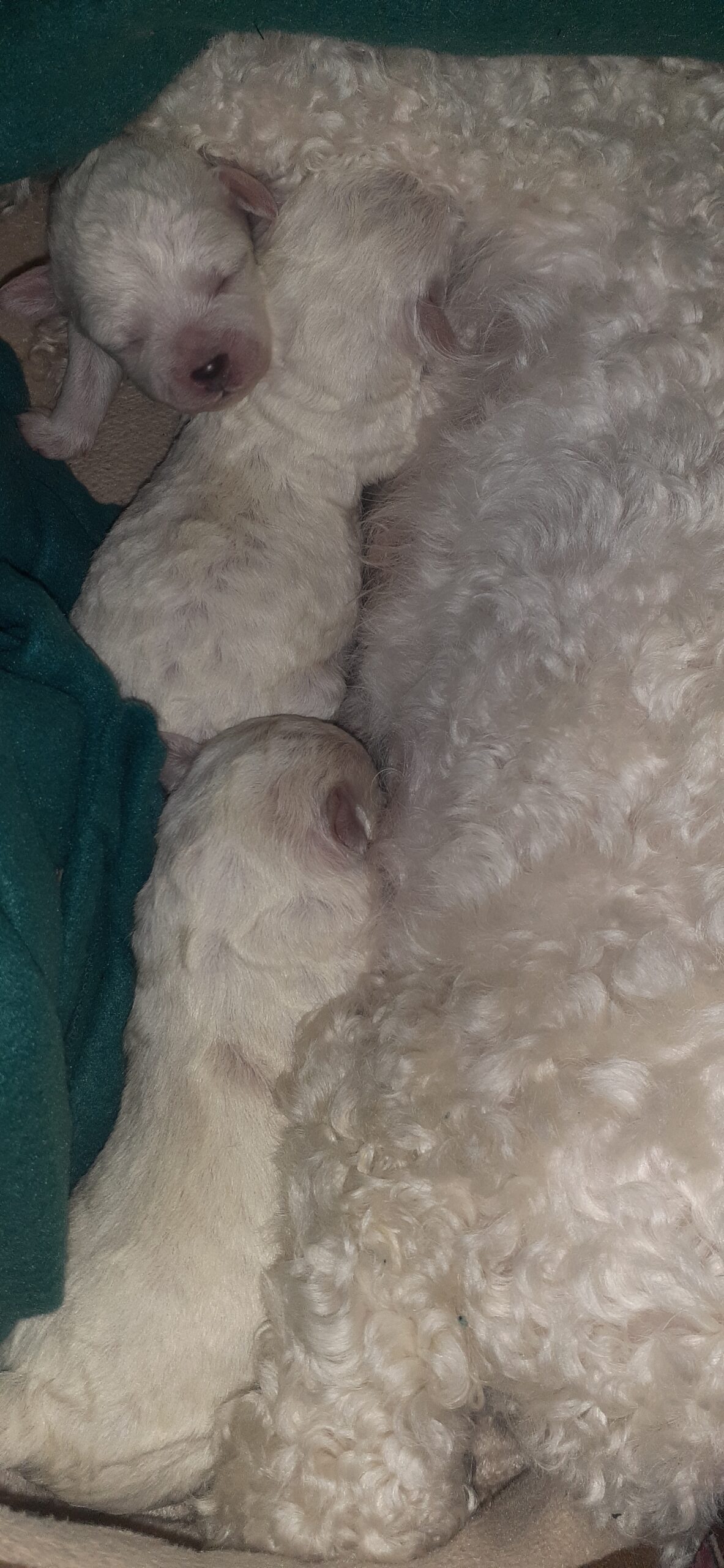Puppies for sale