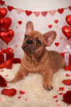 French Bulldog Puppy