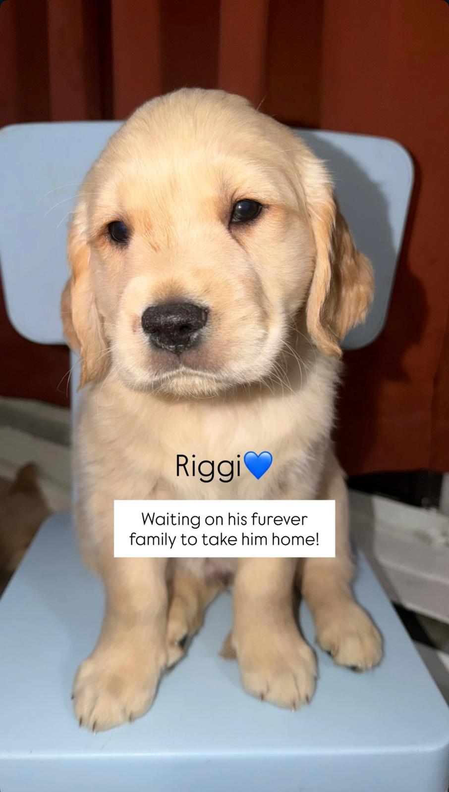 BOY - RIGGI