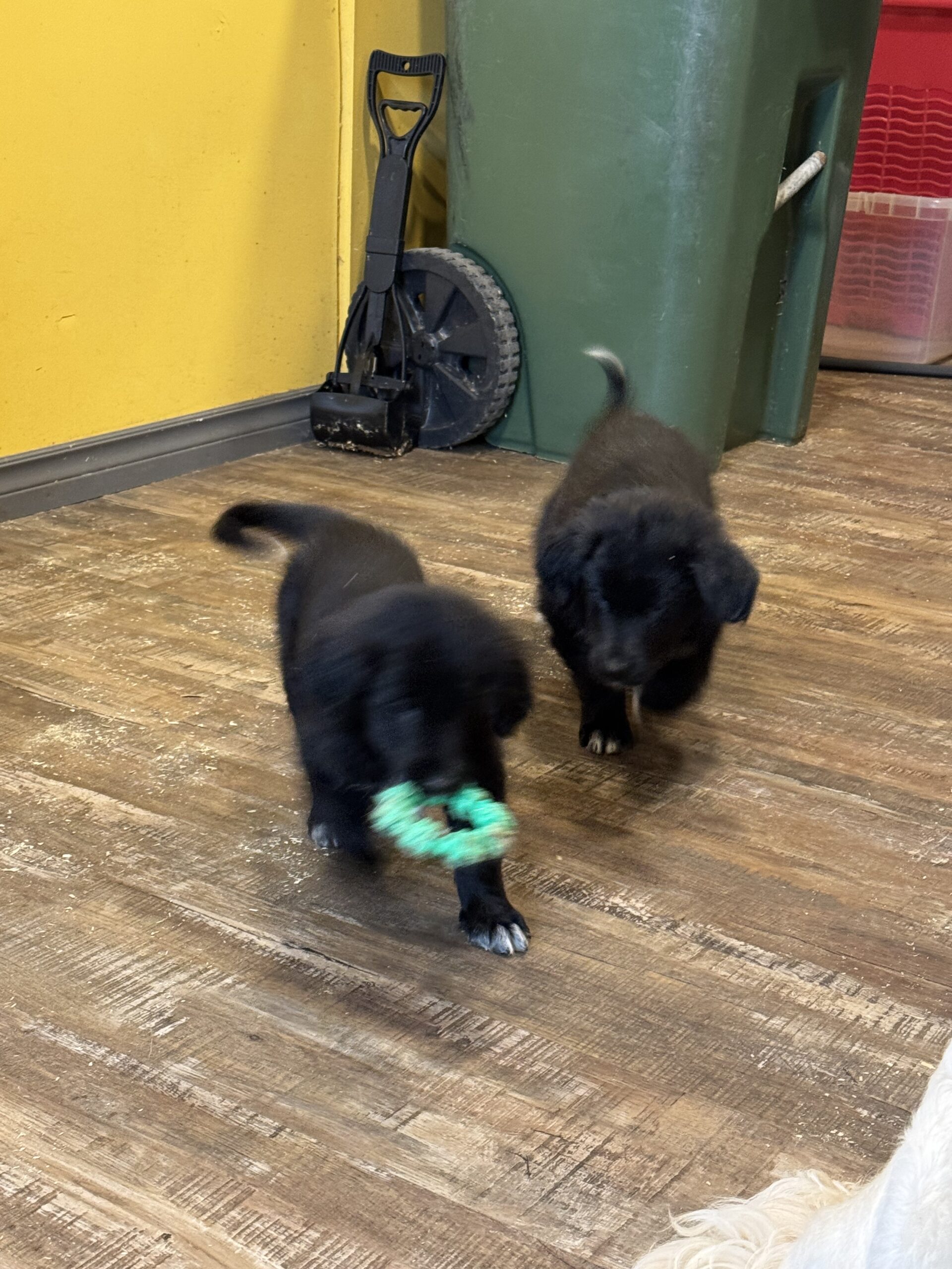 Puppies for sale
