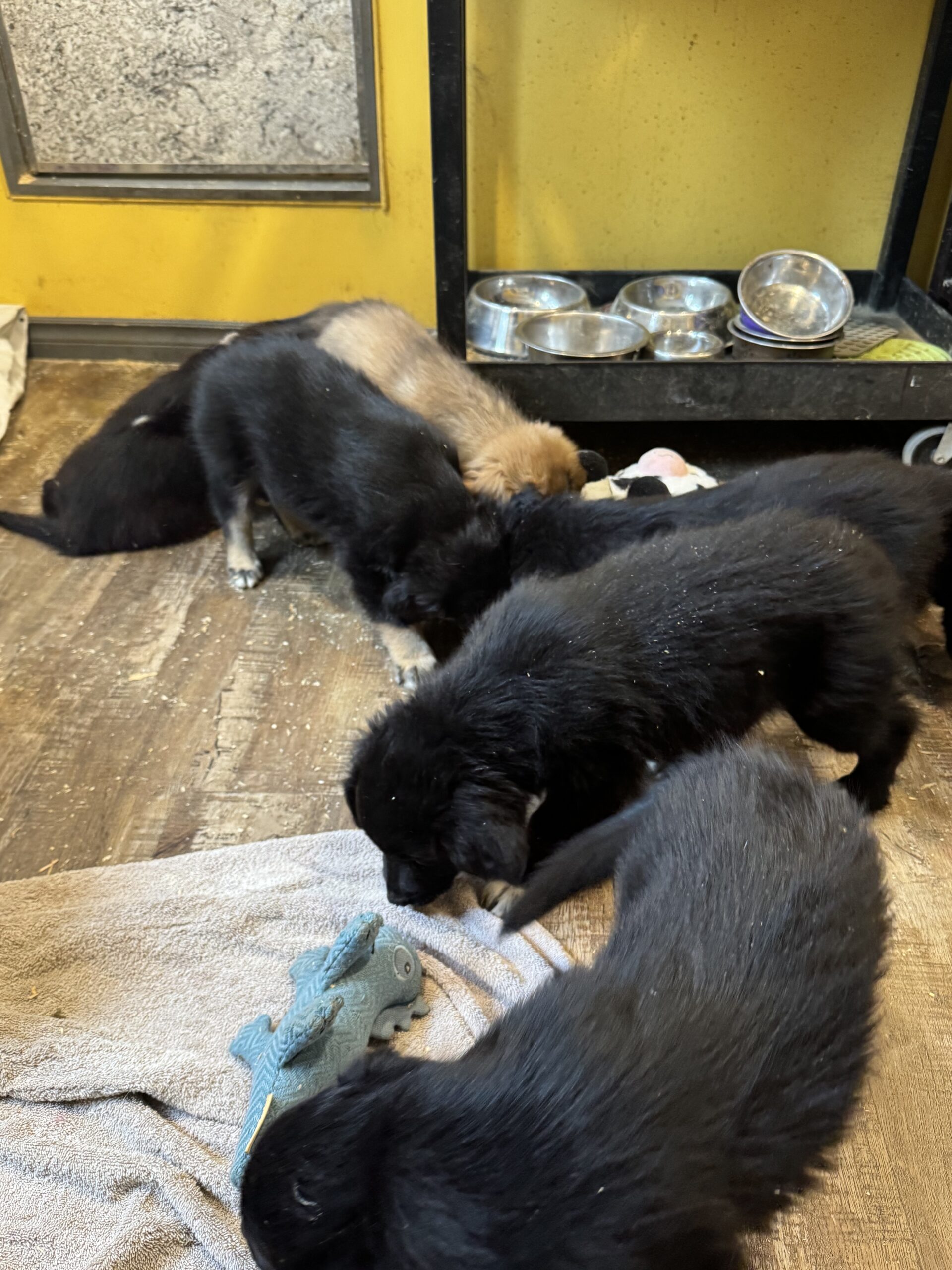 Puppies for sale