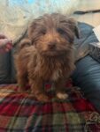 Puppies for sale