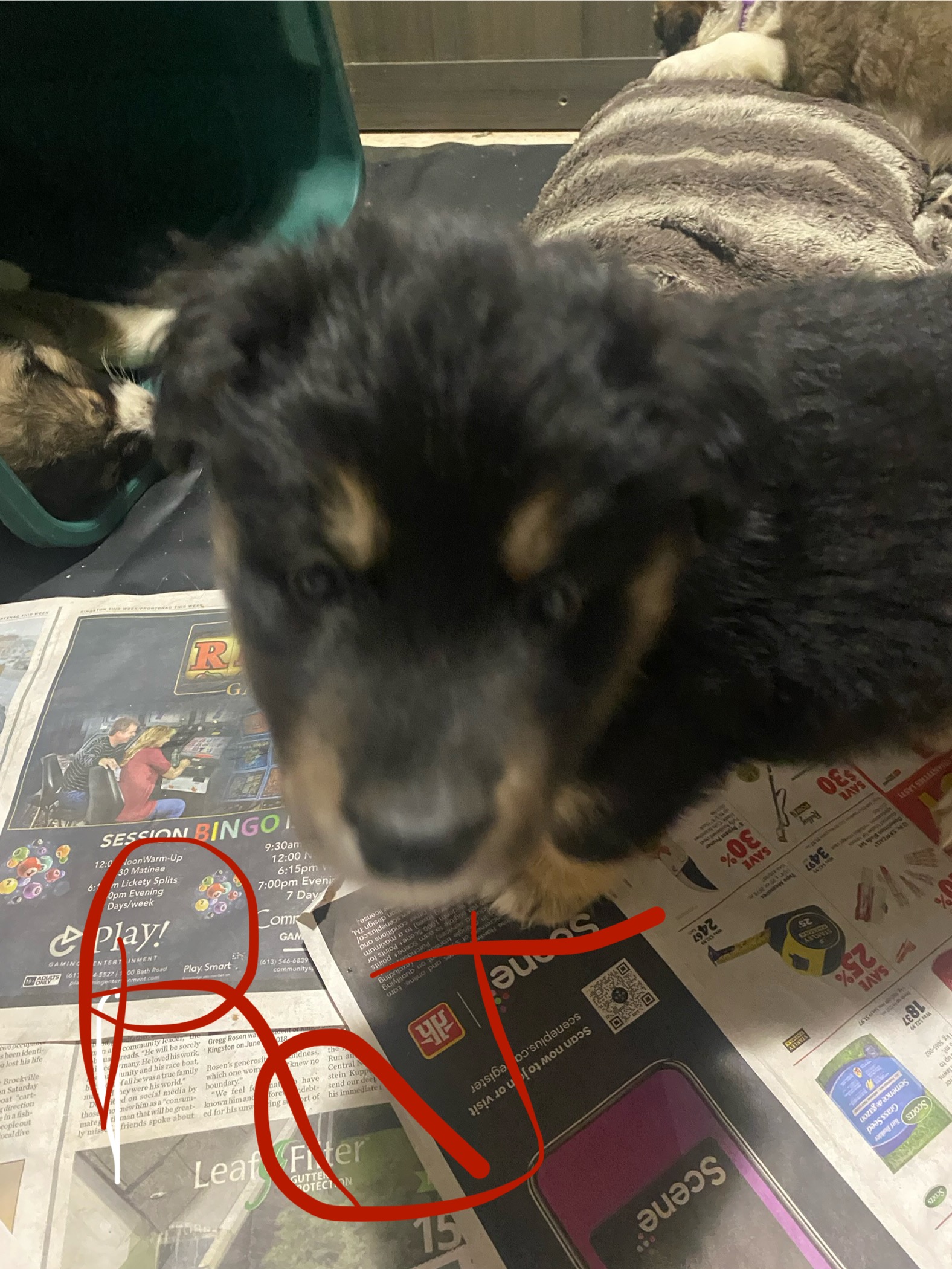 Puppies for sale