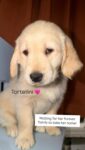 GIRL - TORTELLINO