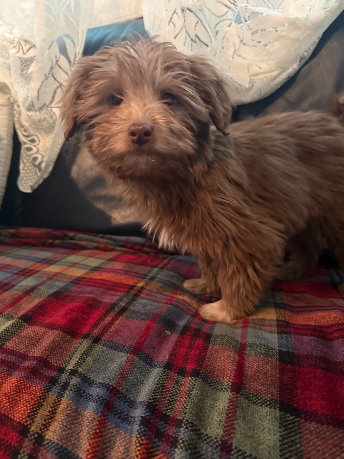 Puppies for sale