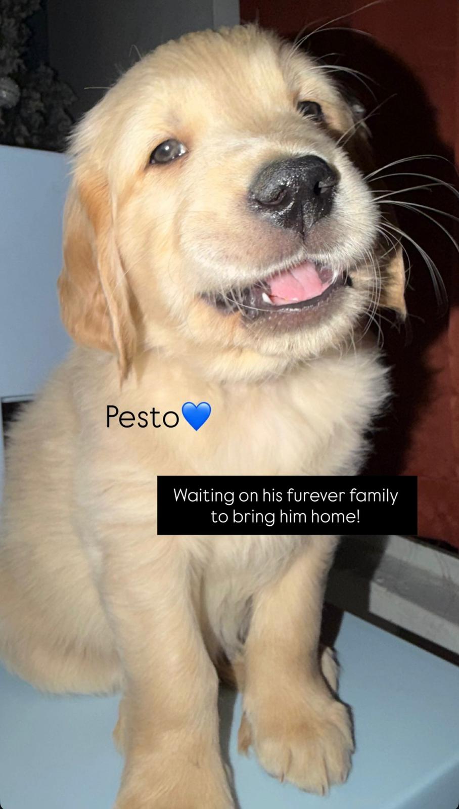 BOY - PESTO