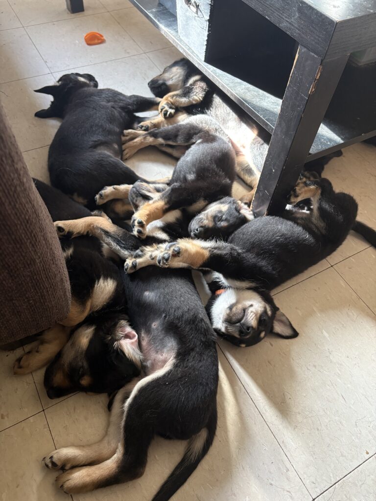 Puppies for sale