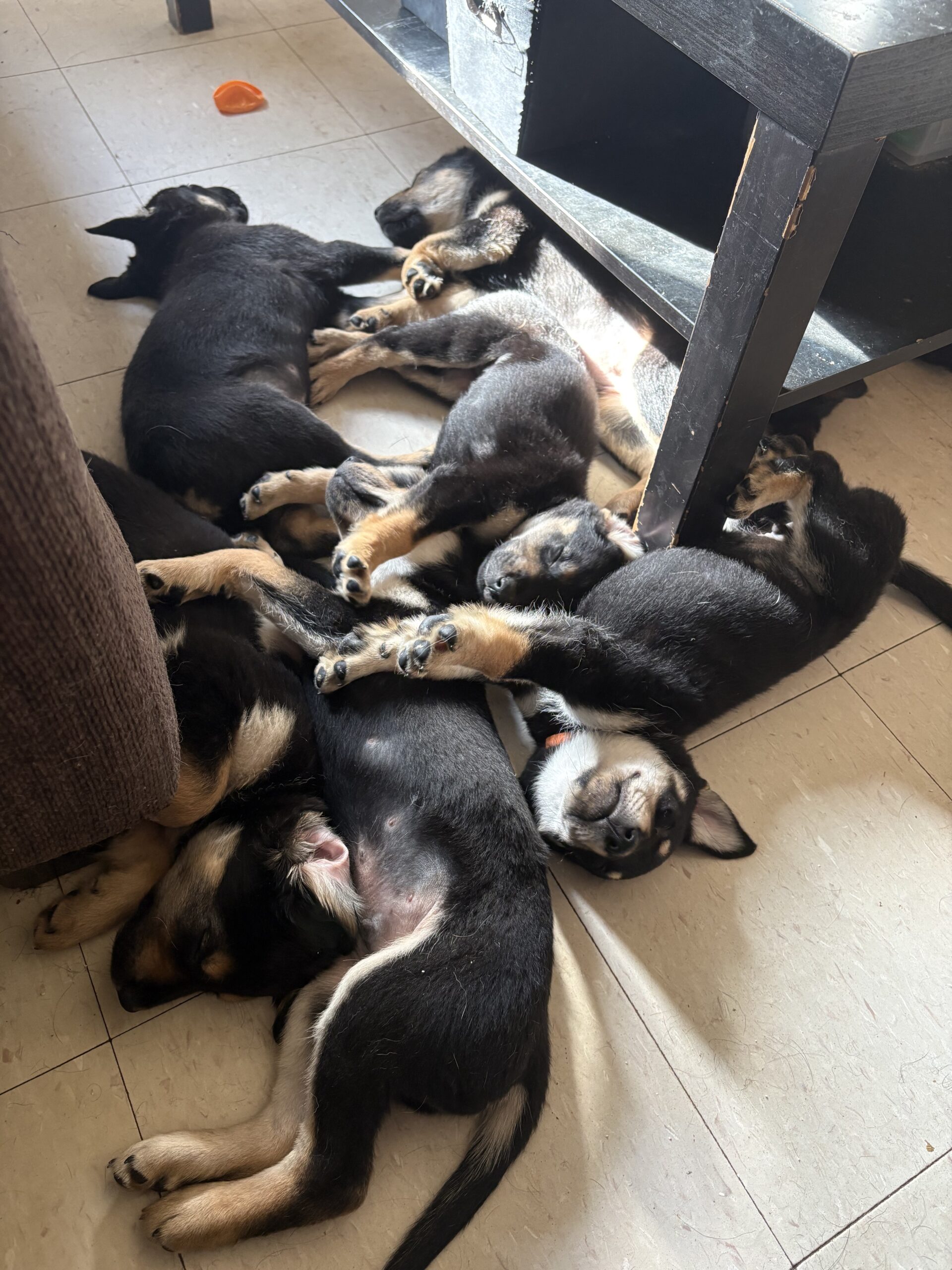 Puppies for sale