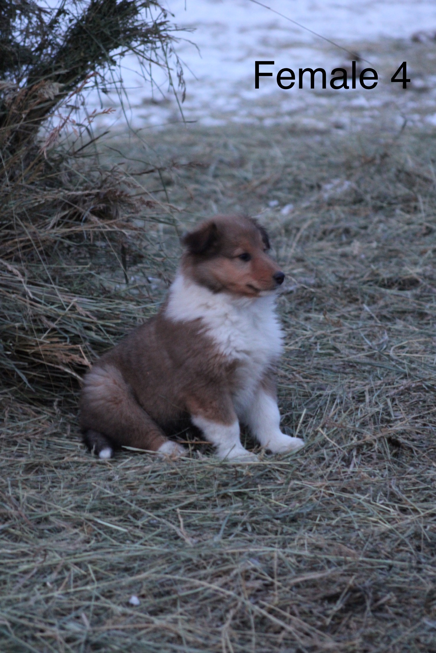 Puppies for sale