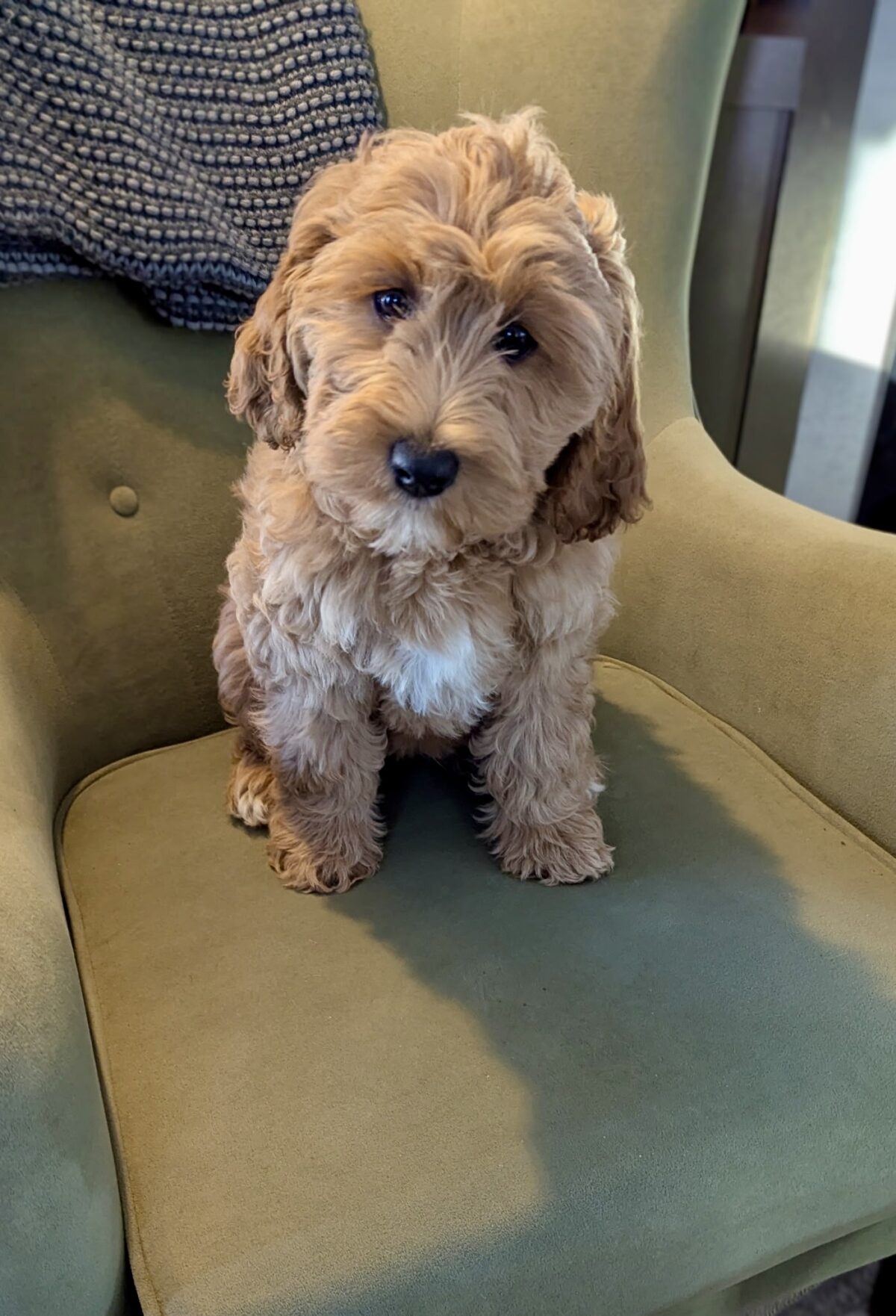 Goldendoodle Puppies