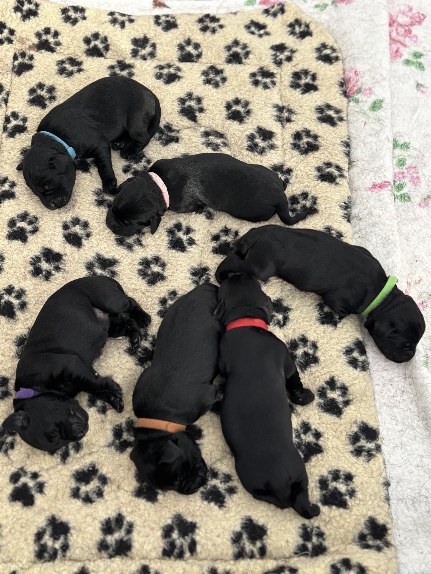 Puppies for sale
