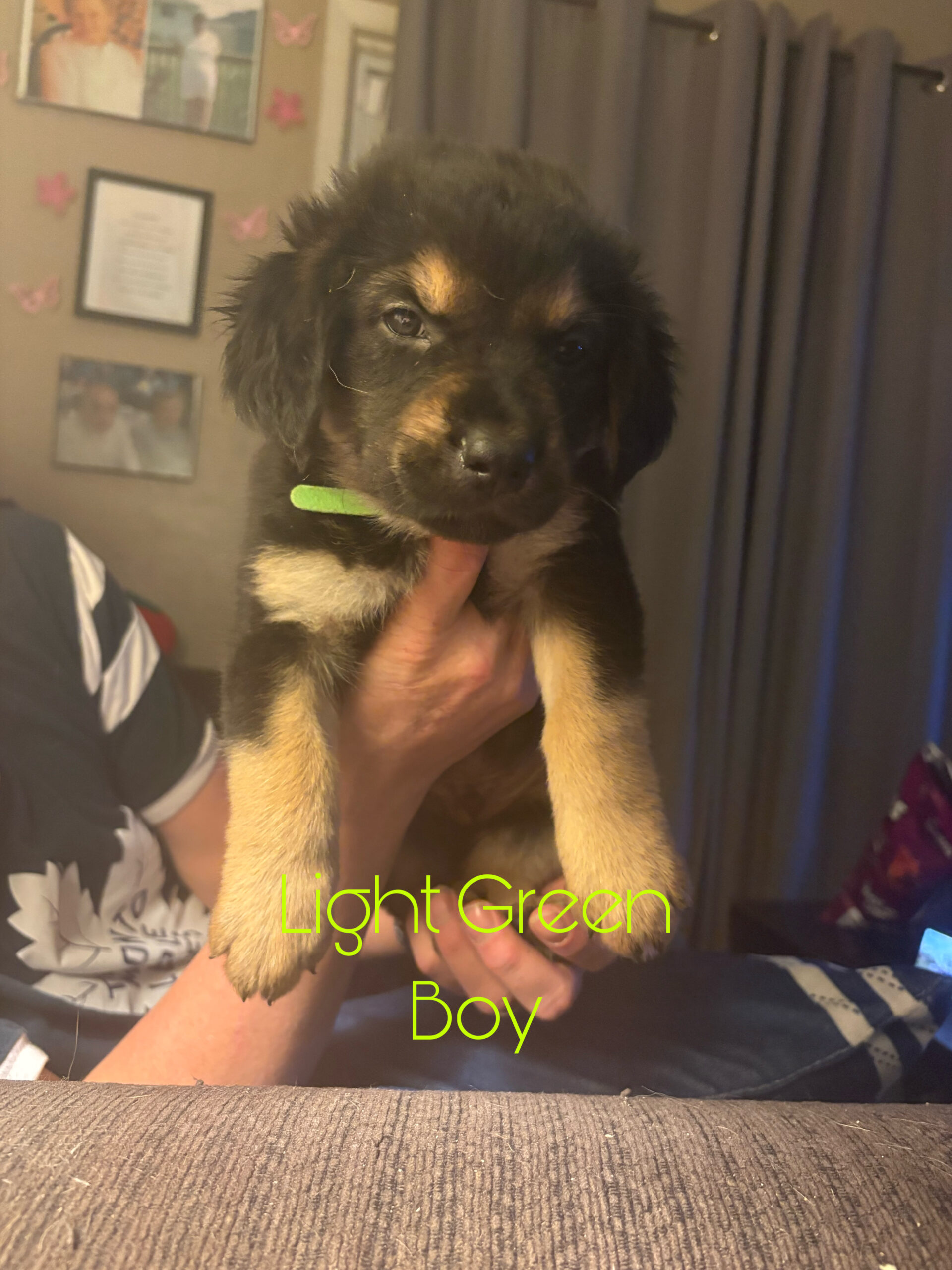 Puppies for sale