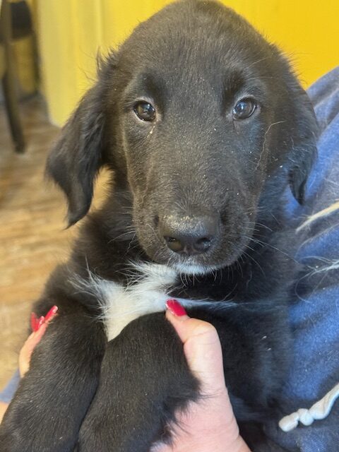 Puppies for sale