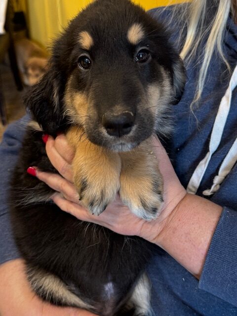 Puppies for sale
