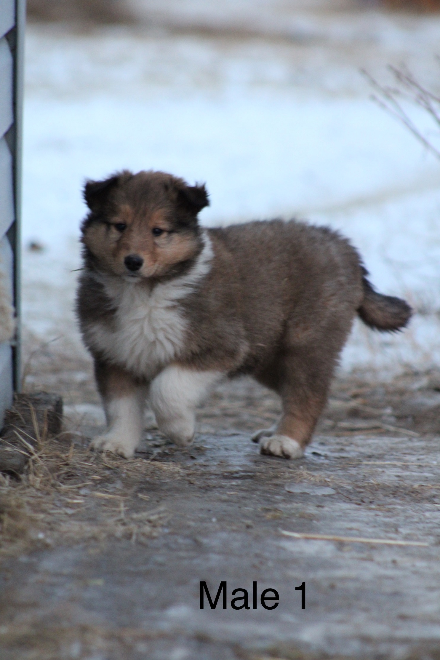 Puppies for sale