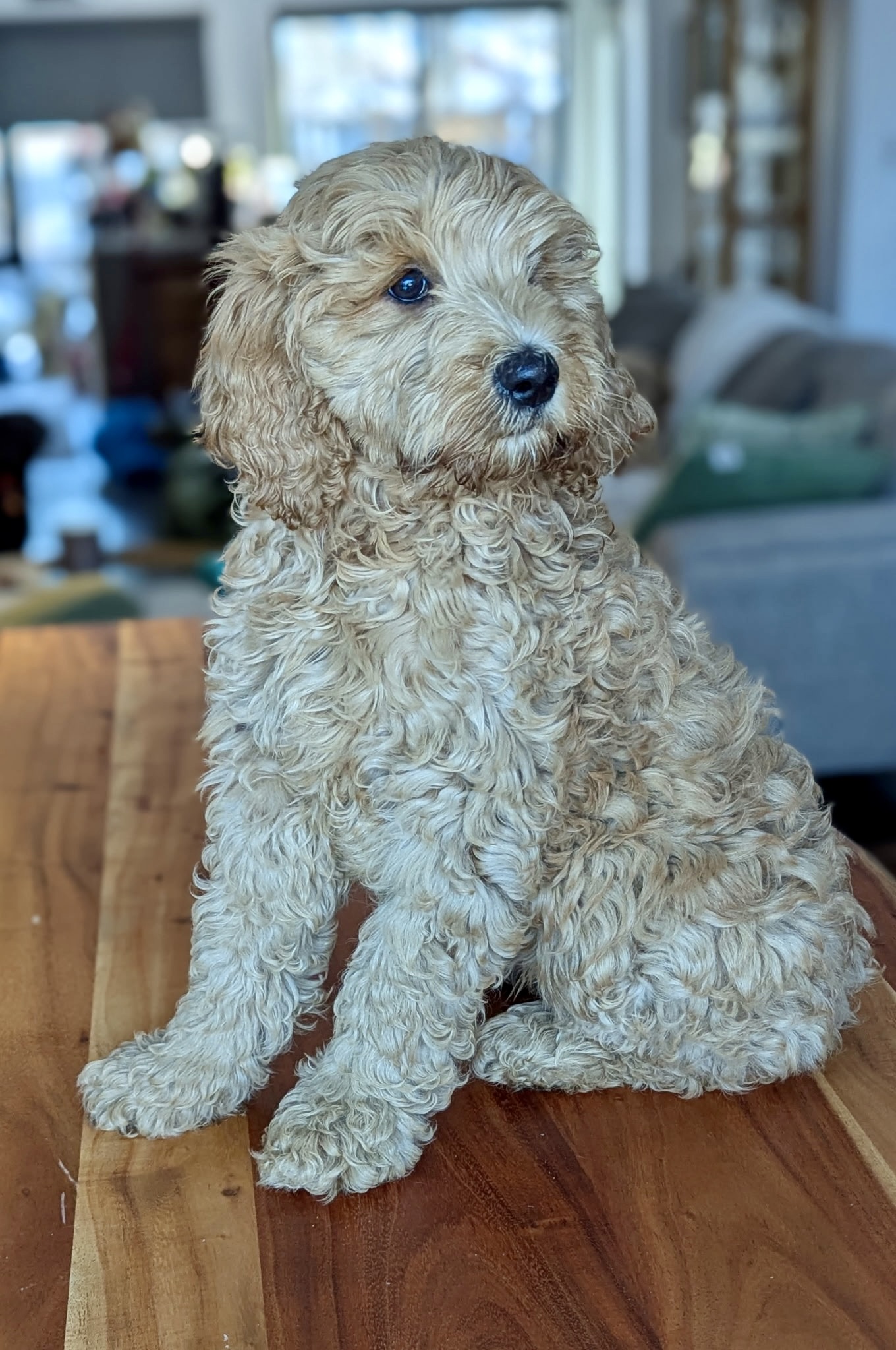 Puppies for sale
